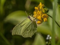 Gonepteryx rhamni 105, Citroenvlinder, male, Saxifraga-Jan van der Straaten