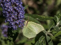 Gonepteryx rhamni 106, Citroenvlinder, male, Saxifraga-Jan van der Straaten