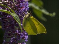 Gonepteryx rhamni 107, Citroenvlinder, male, Saxifraga-Jan van der Straaten