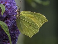 Gonepteryx rhamni 108, Citroenvlinder, male, Saxifraga-Jan van der Straaten