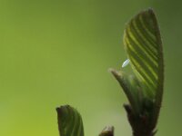 Gonepteryx rhamni 109, Citroenvlinder, Saxifraga-Lieven Decrick