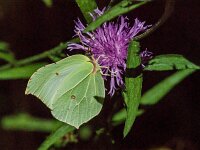 Gonepteryx rhamni 94, Citroenvlinder, male, Saxifraga-Theo Verstrael