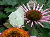 Gonepteryx rhamni 95, Citroenvlinder, female, Saxifraga-Theo Verstrael
