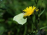 Gonepteryx rhamni 96, Citroenvlinder, female, Saxifraga-Theo Verstrael