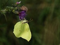 Gonepteryx rhamni 97, Citroenvlinder, male, Saxifraga-Theo Verstrael