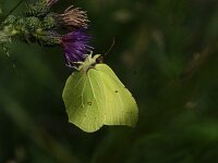 Gonepteryx rhamni 98, Citroenvlinder, male, Saxifraga-Theo Verstrael