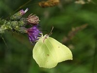Gonepteryx rhamni 99, Citroenvlinder, male, Saxifraga-Theo Verstrael