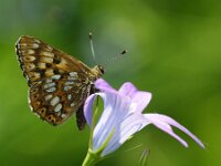 Hamearis lucina, Duke of Burgundy Fritillary