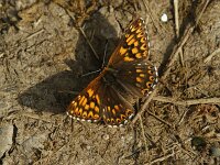 Hamaeris lucina 48, Sleutelbloemvlinder, Saxifraga-Theo Verstrael