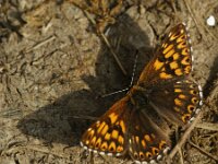 Hamaeris lucina 49, Sleutelbloemvlinder, Saxifraga-Theo Verstrael