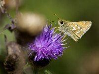 Hesperia comma 45, Kommavlinder, Saxifraga-Theo Verstrael