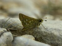 Hesperia comma 46, Kommavlinder, Saxifraga-Theo Verstrael