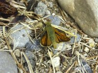 Hesperia comma 47, Kommavlinder, Saxifraga-Theo Verstrael