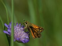 Hesperia comma 48, Kommavlinder, Saxifraga-Theo Verstrael