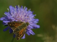 Hesperia comma 49, Kommavlinder, Saxifraga-Theo Verstrael
