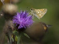 Hesperia comma 50, Kommavlinder, Saxifraga-Theo Verstrael