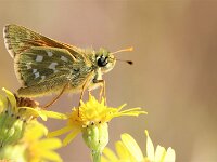 Hesperia comma 51, Kommavlinder, Saxifraga-Lieven Decrick