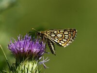 Heteropterus morpheus 19, Spiegeldikkopje, Saxifraga-Theo Verstrael