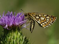 Heteropterus morpheus 24, Spiegeldikkopje, Saxifraga-Theo Verstrael