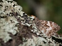 Hipparchia alcyone 22, Kleine boswachter, Saxifraga-Lieven Decrick