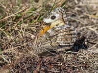 Hipparchia semele, Grayling