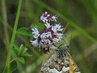 Hipparchia semele 71, Heivlinder, Saxifraga-Theo Verstrael