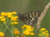 Hipparchia semele 72, Heivlinder, Saxifraga-Theo Verstrael