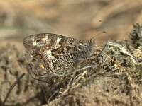 Hipparchia semele 77, Heivlinder, Saxifraga-Theo Verstrael