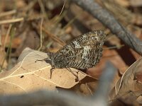 Hipparchia semele 79, Heivlinder, Saxifraga-Theo Verstrael