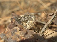 Hipparchia semele 80, Heivlinder, Saxifraga-Theo Verstrael