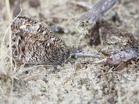 Hipparchia semele 81, Heivlinder, Saxifraga-Lieven Decrick