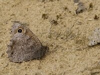 Hipparchia statilinus 17, Kleine heivlinder, male, Saxifraga-Kars Veling