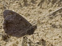 Hipparchia statilinus 18, Kleine heivlinder, male, Saxifraga-Kars Veling