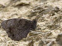 Hipparchia statilinus 19, Kleine heivlinder, male, Saxifraga-Kars Veling