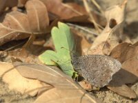Hipparchia statilinus 29, Kleine heivlinder, female, Saxifraga-Theo Verstrael