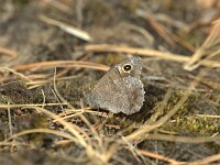 Hipparchia statilinus 30, Kleine heivlinder, female, Saxifraga-Theo Verstrael