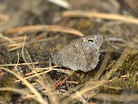 Hipparchia statilinus 31, Kleine heivlinder, female, Saxifraga-Theo Verstrael
