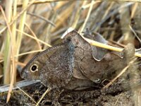 Hipparchia statilinus 32, Kleine heivlinder, female, Saxifraga-Theo Verstrael