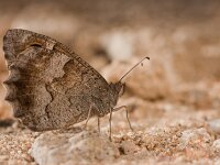 Hipparchia statilinus 34, Kleine heivlinder, Saxifraga-Lieven Decrick