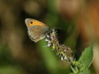 Hyponephele lupinus 9, Zuidelijk grauw zandoogje, male, Saxifraga-Theo Verstrael