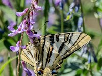 Iphiclides feisthamelii