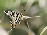 Iphiclides feisthamelii 2, Spaanse koningspage, Saxifraga-Theo Verstrael