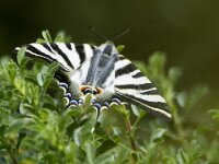Iphiclides feisthamelii 3, Spaanse koningspage, Saxifraga-Theo Verstrael