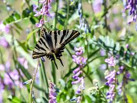Iphiclides feisthamelii 4, Spaanse koningspage, Saxifraga-Theo Verstrael