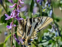 Iphiclides feisthamelii 5, Spaanse koningspage, Saxifraga-Theo Verstrael