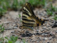 Iphiclides feisthamelii 6, Spaanse koningspage, Vlinderstichting-Albert Vliegenthart