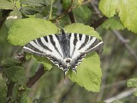 Iphiclides feisthamelii 7, Spaanse koningspage, Saxifraga-Willem van Kruijsbergen