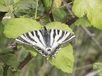 Iphiclides feisthamelii 8, Spaanse koningspage, Saxifraga-Willem van Kruijsbergen