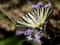 Iphiclides podalirius 109, Koningspage, Saxifraga-Theo Verstrael