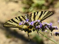 Iphiclides podalirius 110, Koningspage, Saxifraga-Theo Verstrael